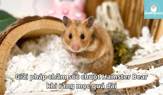 Cách tắm cho chuột Hamster Bear bằng cát: Bí quyết giữ vệ sinh cho thú cưng