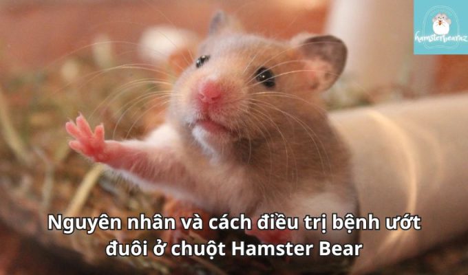 Nguyên nhân và cách điều trị bệnh ướt đuôi ở chuột Hamster Bear