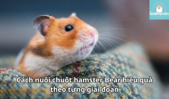 Cách nuôi chuột hamster Bear hiệu quả theo từng giai đoạn