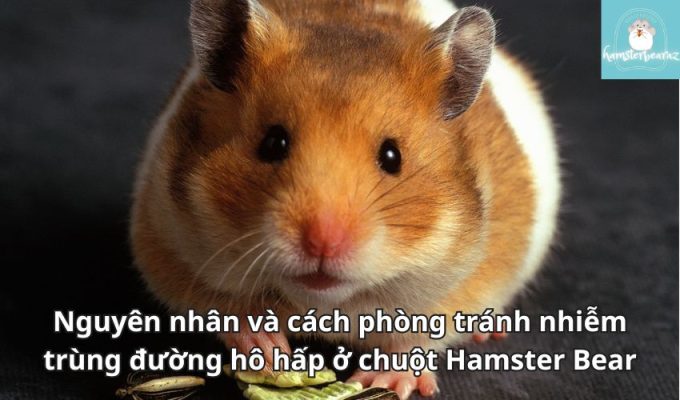 Nguyên nhân và cách phòng tránh nhiễm trùng đường hô hấp ở chuột Hamster Bear