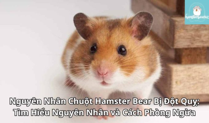 Nguyên Nhân Chuột Hamster Bear Bị Đột Quỵ: Tìm Hiểu Nguyên Nhân và Cách Phòng Ngừa