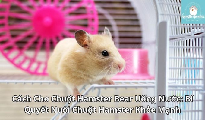 Cách Cho Chuột Hamster Bear Uống Nước: Bí Quyết Nuôi Chuột Hamster Khỏe Mạnh