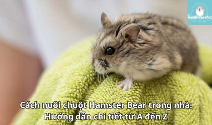 Cách nuôi chuột Hamster Bear trong nhà: Hướng dẫn chi tiết từ A đến Z