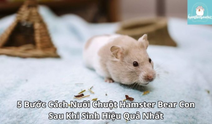 5 Bước Cách Nuôi Chuột Hamster Bear Con Sau Khi Sinh Hiệu Quả Nhất