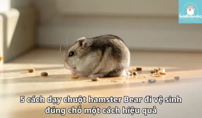 5 cách dạy chuột hamster Bear đi vệ sinh đúng chỗ một cách hiệu quả