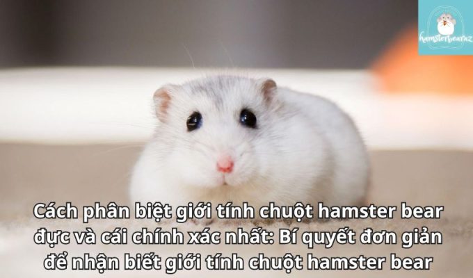 Cách phân biệt giới tính chuột hamster bear đực và cái chính xác nhất: Bí quyết đơn giản để nhận biết giới tính chuột hamster bear