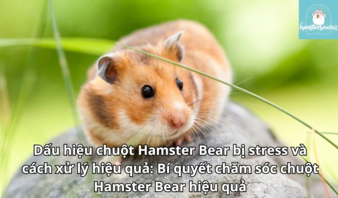 Dấu hiệu chuột Hamster Bear bị stress và cách xử lý hiệu quả: Bí quyết chăm sóc chuột Hamster Bear hiệu quả