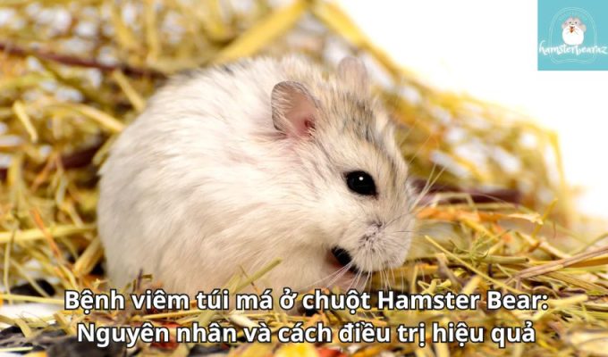 Bệnh viêm túi má ở chuột Hamster Bear: Nguyên nhân và cách điều trị hiệu quả