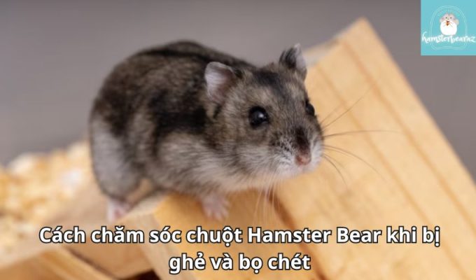 Cách chăm sóc chuột Hamster Bear khi bị ghẻ và bọ chét