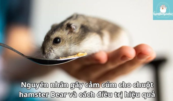 Nguyên nhân gây cảm cúm cho chuột hamster Bear và cách điều trị hiệu quả