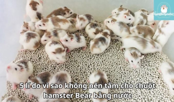 5 lí do vì sao không nên tắm cho chuột hamster Bear bằng nước