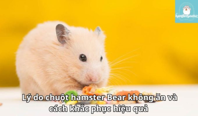 Lý do chuột hamster Bear không ăn và cách khắc phục hiệu quả 