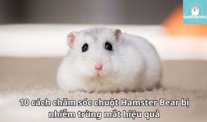 10 cách chăm sóc chuột Hamster Bear bị nhiễm trùng mắt hiệu quả