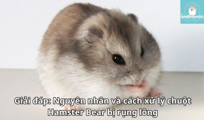 Giải đáp: Nguyên nhân và cách xử lý chuột Hamster Bear bị rụng lông