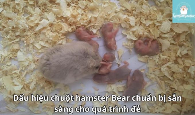 Dấu hiệu chuột hamster Bear chuẩn bị sẵn sàng cho quá trình đẻ