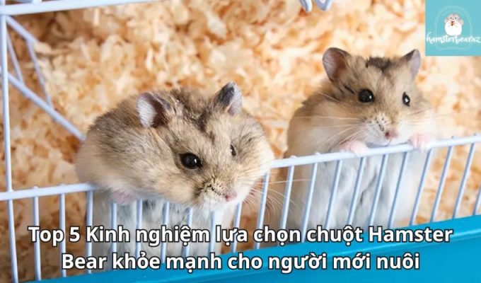 Top 5 Kinh nghiệm lựa chọn chuột Hamster Bear khỏe mạnh cho người mới nuôi