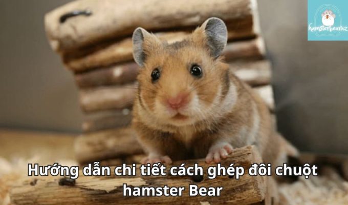 Hướng dẫn chi tiết cách ghép đôi chuột hamster Bear