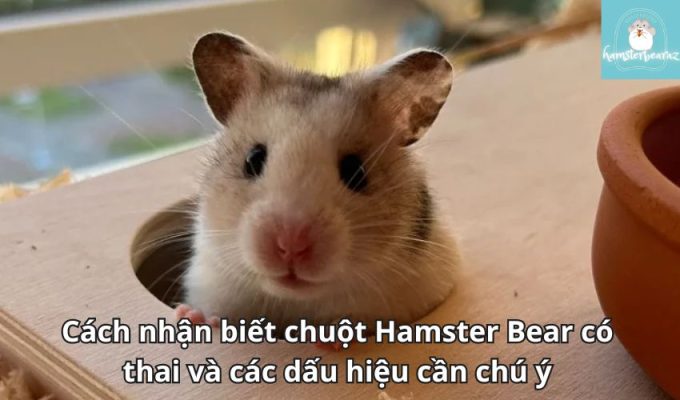 Cách nhận biết chuột Hamster Bear có thai và các dấu hiệu cần chú ý