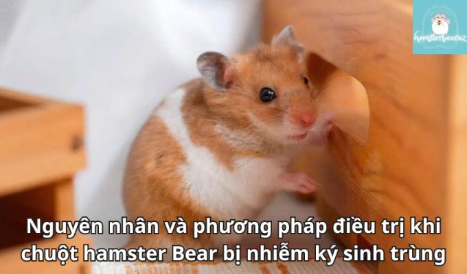 Nguyên nhân và phương pháp điều trị khi chuột hamster Bear bị nhiễm ký sinh trùng