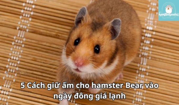 5 Cách giữ ấm cho hamster Bear vào ngày đông giá lạnh