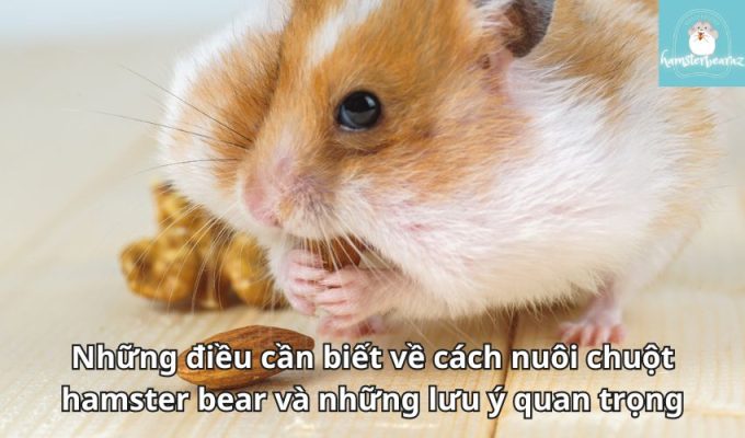 Những điều cần biết về cách nuôi chuột hamster bear và những lưu ý quan trọng