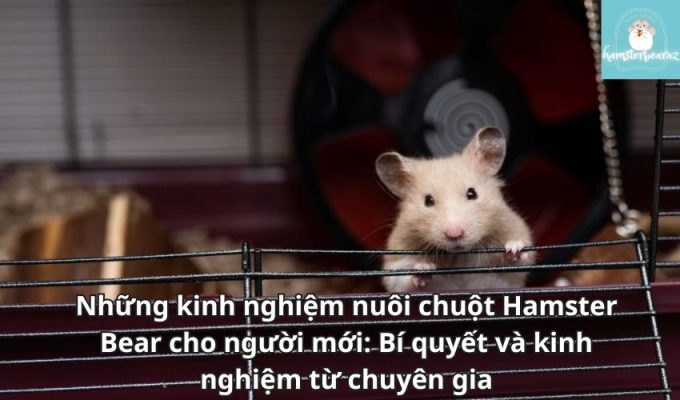 Những kinh nghiệm nuôi chuột Hamster Bear cho người mới: Bí quyết và kinh nghiệm từ chuyên gia