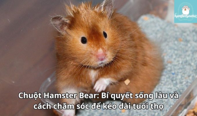 Chuột Hamster Bear: Bí quyết sống lâu và cách chăm sóc để kéo dài tuổi thọ