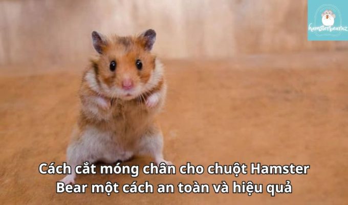 Cách cắt móng chân cho chuột Hamster Bear một cách an toàn và hiệu quả