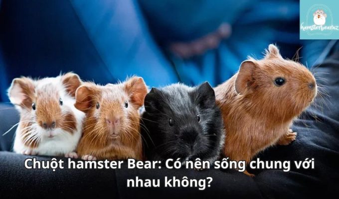 Chuột hamster Bear: Có nên sống chung với nhau không?