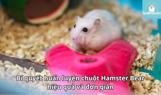 Bí quyết huấn luyện chuột Hamster Bear hiệu quả và đơn giản