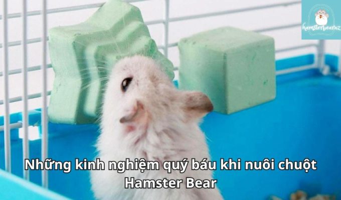 Những kinh nghiệm quý báu khi nuôi chuột Hamster Bear