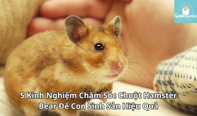 5 Kinh Nghiệm Chăm Sóc Chuột Hamster Bear Để Con Sinh Sản Hiệu Quả