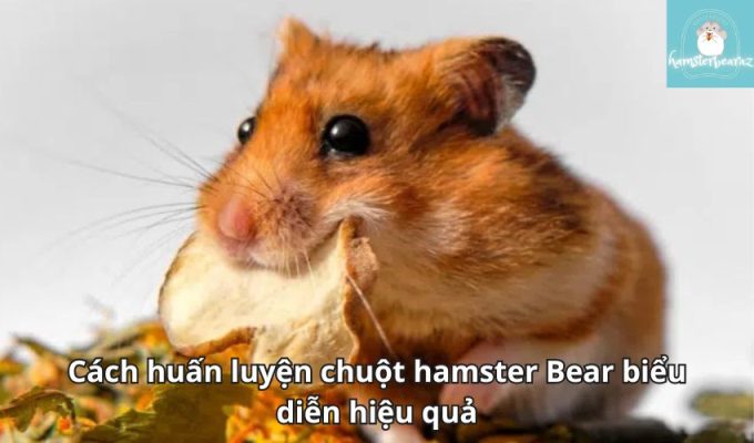 Cách huấn luyện chuột hamster Bear biểu diễn hiệu quả