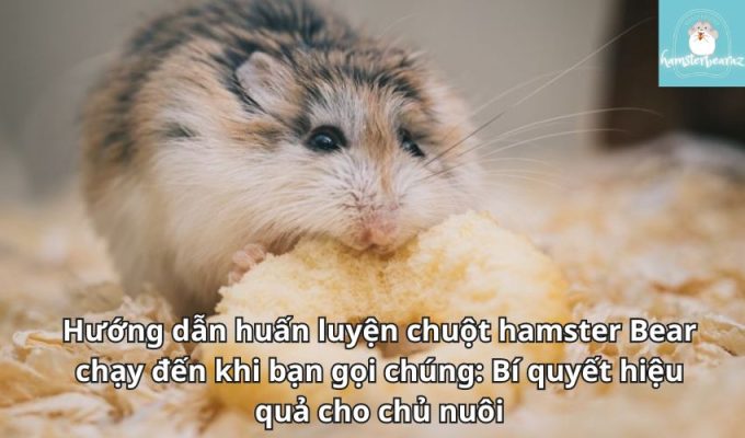 Hướng dẫn huấn luyện chuột hamster Bear chạy đến khi bạn gọi chúng: Bí quyết hiệu quả cho chủ nuôi