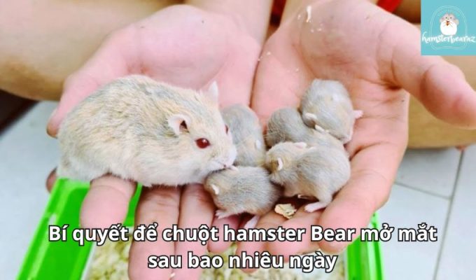 Bí quyết để chuột hamster Bear mở mắt sau bao nhiêu ngày