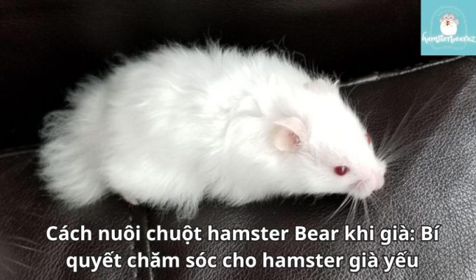 Cách nuôi chuột hamster Bear khi già: Bí quyết chăm sóc cho hamster già yếu