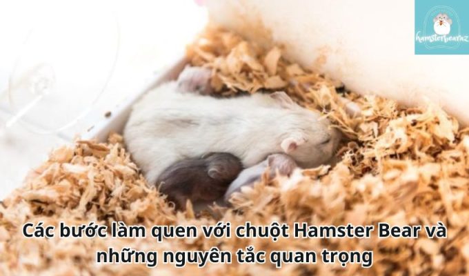 Các bước làm quen với chuột Hamster Bear và những nguyên tắc quan trọng