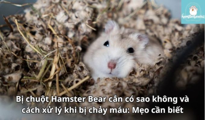 Bị chuột Hamster Bear cắn có sao không và cách xử lý khi bị chảy máu: Mẹo cần biết