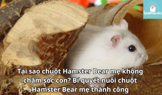 Tại sao chuột Hamster Bear mẹ không chăm sóc con? Bí quyết nuôi chuột Hamster Bear mẹ thành công