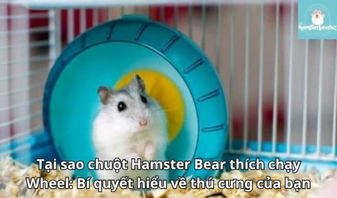 Tại sao chuột Hamster Bear thích chạy Wheel: Bí quyết hiểu về thú cưng của bạn