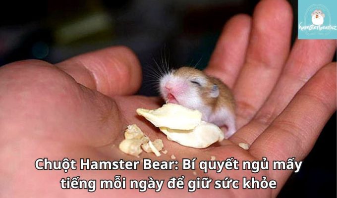 Chuột Hamster Bear: Bí quyết ngủ mấy tiếng mỗi ngày để giữ sức khỏe