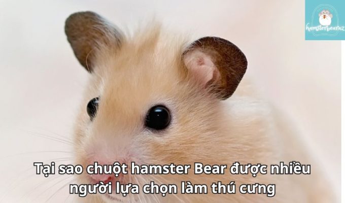 Tại sao chuột hamster Bear được nhiều người lựa chọn làm thú cưng