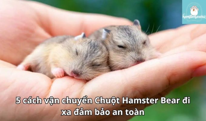 5 cách vận chuyển Chuột Hamster Bear đi xa đảm bảo an toàn