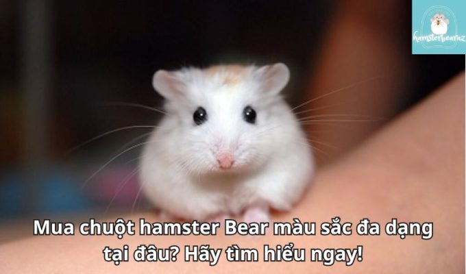 Mua chuột hamster Bear màu sắc đa dạng tại đâu? Hãy tìm hiểu ngay!