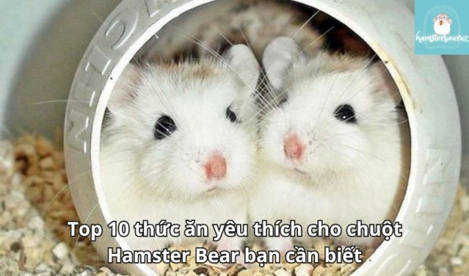 Top 10 thức ăn yêu thích cho chuột Hamster Bear bạn cần biết