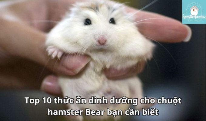 Top 10 thức ăn dinh dưỡng cho chuột hamster Bear bạn cần biết