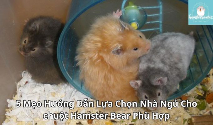 5 Mẹo Hướng Dẫn Lựa Chọn Nhà Ngủ Cho chuột Hamster Bear Phù Hợp