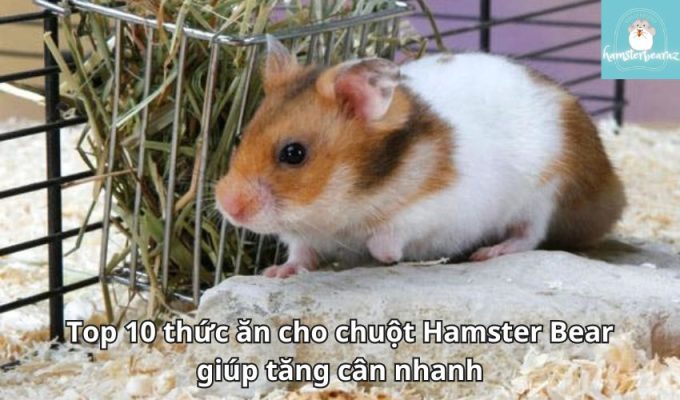 Top 10 thức ăn cho chuột Hamster Bear giúp tăng cân nhanh