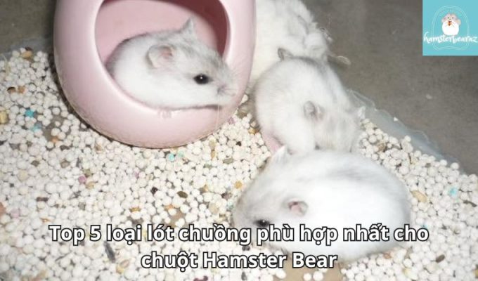 Top 5 loại lót chuồng phù hợp nhất cho chuột Hamster Bear