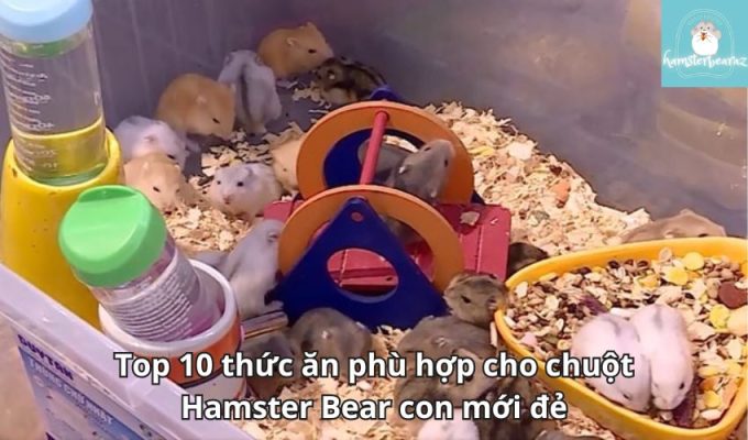 Top 10 thức ăn phù hợp cho chuột Hamster Bear con mới đẻ